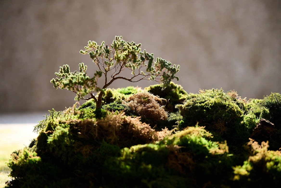 Preserved moss arrangement for a workspace