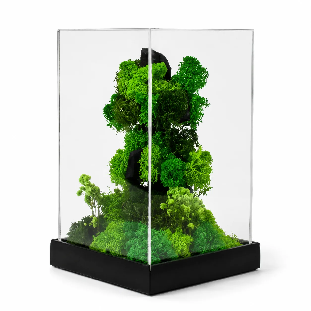 Preserved botanical desk gift