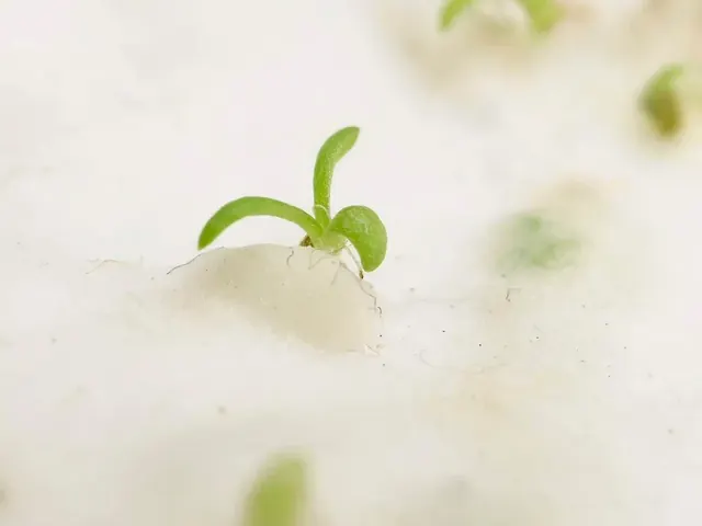 A seedling coming up through planted seed paper, close up